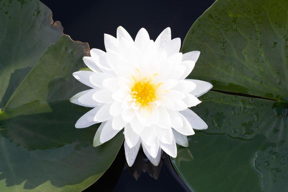 Flor de loto blanca