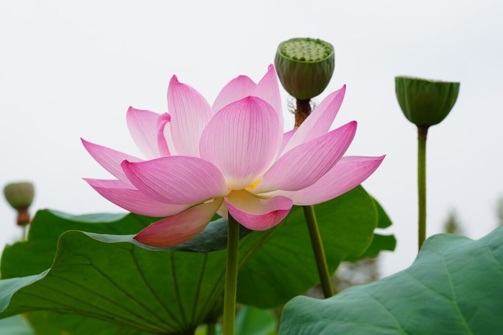 flor de loto rosa y semilla de flor con insecto